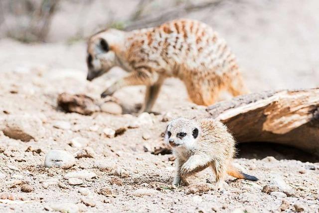 Erdmnnchen im Basler Zoo haben Nachwuchs bekommen