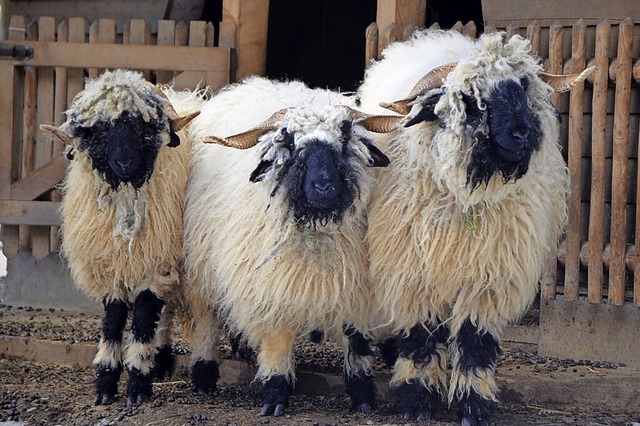 Beliebt bei Besuchern: Die Walliser Sc...schafe im Steinwasenpark bei Oberried.  | Foto: Kathrin Blum