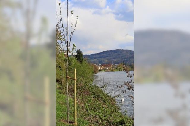 30 neue Bäume am Rheinufer bei Wallbach