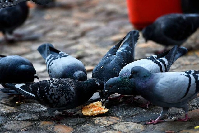 Auf dem Mnsterplatz fllt fr die Tauben oft etwas zu Futtern ab.  | Foto: Thomas Kunz