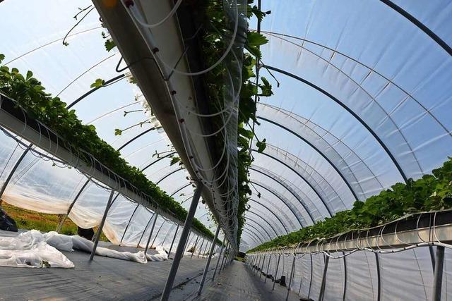 Warum ein Jung-Landwirt Erdbeeren auf Brusthhe anbaut