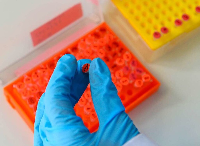 Ein PCR-Test wird in einem Freiburger Labor zur Analyse  vorbereitet.  | Foto: Ingo Schneider