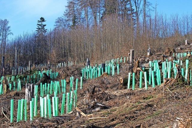 Klimaresistenter Wald ist das Ziel