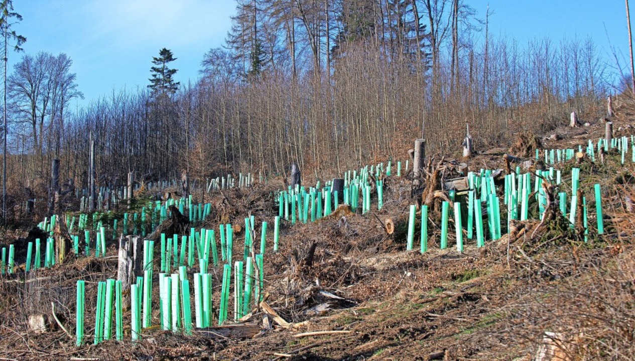 Jungen Eichen wurden im Sturm- und Kf... Beseriisweg in Brunnadern gepflanzt.   | Foto: Wolfgang Scheu