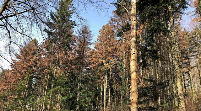 Eine abgestorbene Weitanne mit Trocke...n ringsum an anderem Bumen zu sehen.   | Foto: Landratsamt Ortenaukreis