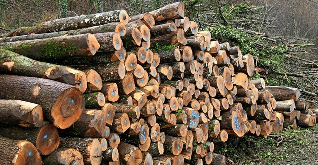 Verkauft: Rekordmenge von mehr als 500 Festmetern Holz   | Foto: Ralph Lacher