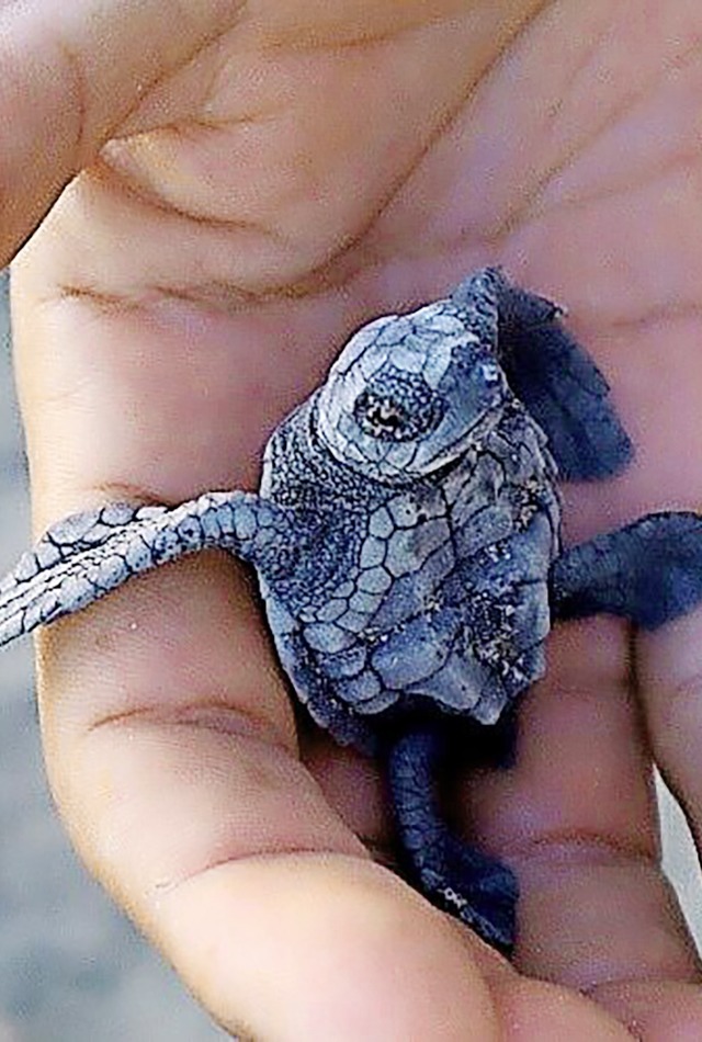 So s &#8211; eine Baby-Schildkrte   | Foto: privat