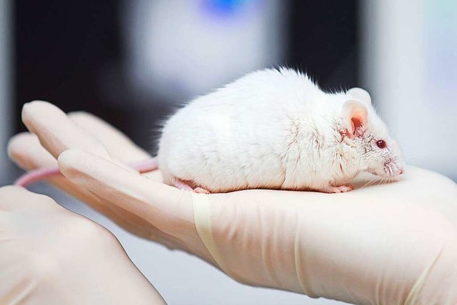 Eine Maus in einem Tierversuchslabor (Symbolbild)  | Foto: Friso Gentsch (dpa)