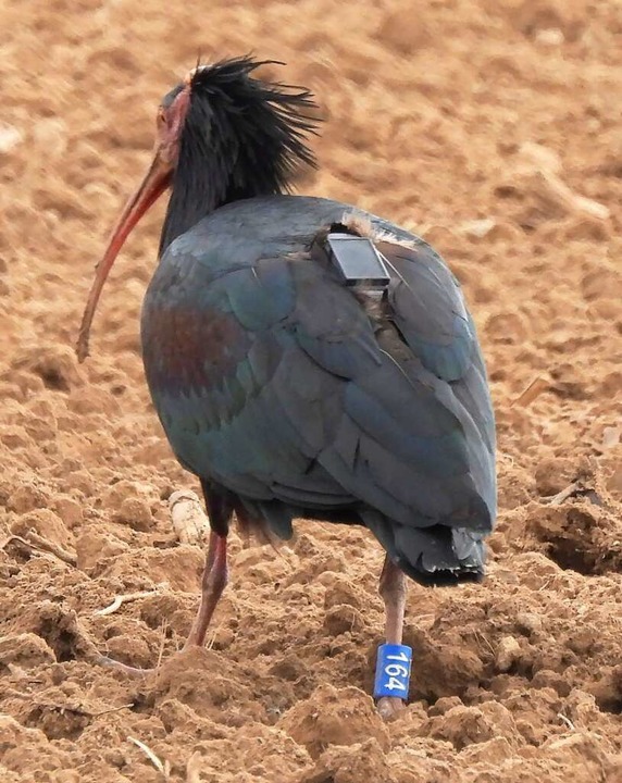 Deutlich zu sehen ist nicht nur der Ri... GPS-Sender auf dem Rücken des Vogels.  | Foto: Johannes Göhringer