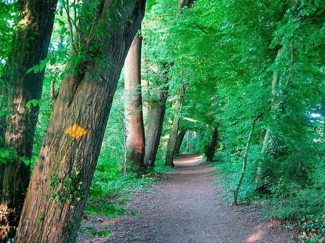 Wald direkt am Rhein: Die Wandertour  ... eine ganze Reihe schner Aussichten.   | Foto: privat