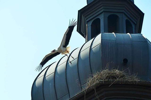 Storchenpopulation in Rheinhausen hat erheblich zugenommen