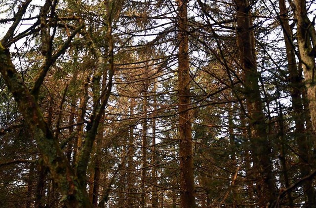 Blick in ein Waldstck im Nordschwarzwald  | Foto: Uli Deck (dpa)