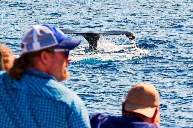 Walbeobachtung auf Teneriffa: Ja – aber mit Respekt fr die Tiere