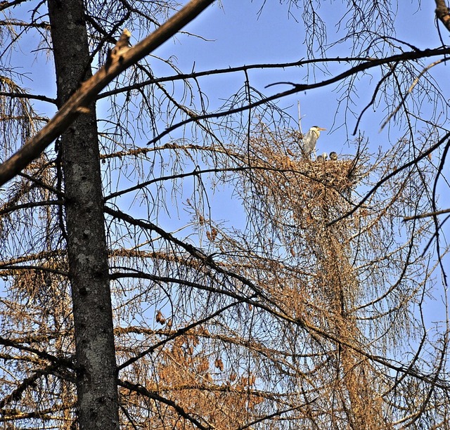 Graureiher nisten in drren Bumen an ...erden von den Reiher-Eltern gefttert.  | Foto: Ursula Ortlieb