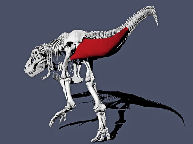 Der T.rex war eher gemchlich unterweg...igt eine Schwanzmuskelrekonstruktion.   | Foto: Pasha van Bijlert (dpa)