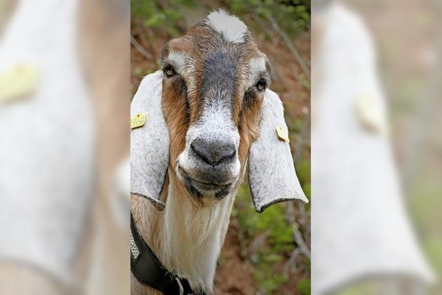 Mit dem Wolfszaun kommt die Haftbarkeit