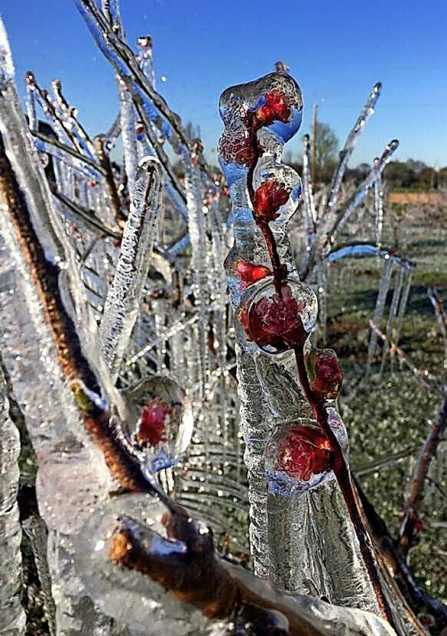 Eis zum Schutz vor Frost: Denzlinger Obstbume nach der Beregnung  | Foto: Sascha Ingold