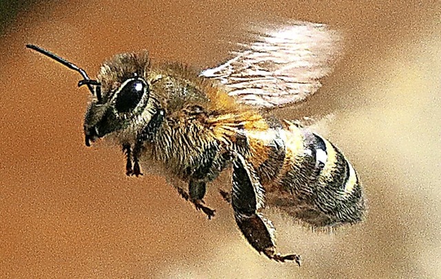 Eine Honigbiene fliegt eine Blte an.  | Foto: Wolfgang Kumm