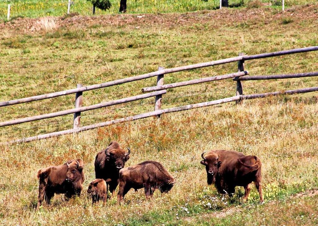 Neben viel Wissenswertem ber  Rinderr...211; wie hier die urtmlichen Wisente.  | Foto: Yvonne Rnzi
