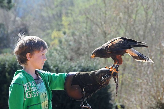 Kindern wird im Vogelpark Steinen zwis...sittiche und Falken  hautnah erleben.   | Foto: Robert Bergmann