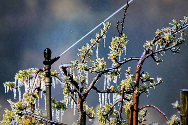 Bei Frost wurden in Gottenheim Apfelblten beregnet.  | Foto: Hubert Gemmert