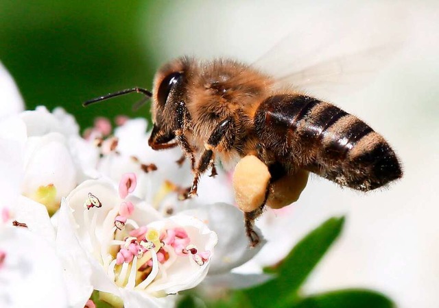 Blten sind fr Bienen wichtige Nahrungsquellen.  | Foto: Rainer Jensen