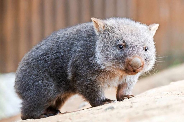 Cooper, der junge Nacktnasen-Wombat in Hannover.  | Foto: Julian Stratenschulte (dpa)