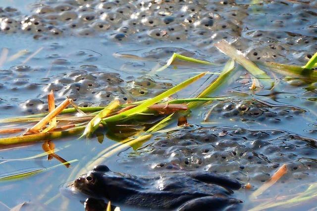 Ein Frosch und Froscheier bei Falkau