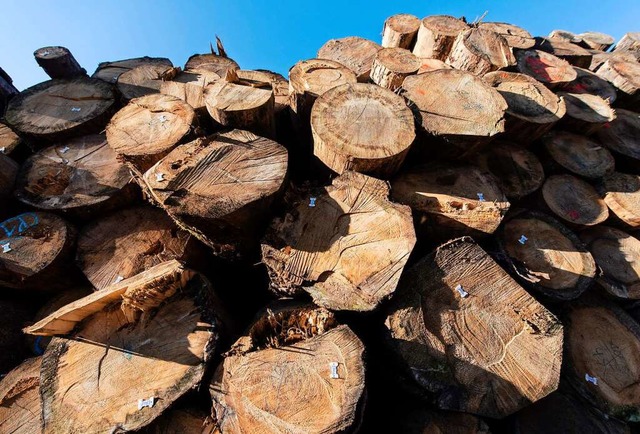 Drre, Kfer, Strme: 2020 gab es zu viel Holz auf dem Markt.  | Foto: Patrick Seeger