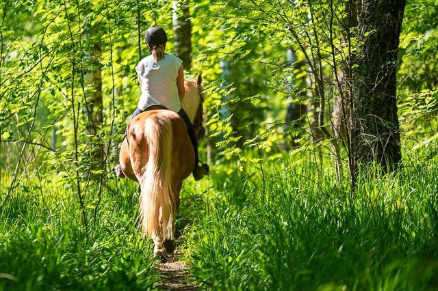 Wo im Wald geritten werden darf, ist klar geregelt.  | Foto: citikka - stock.adobe.com