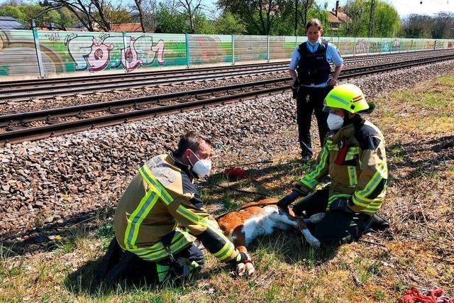 Bahnstrecke bei Emmendingen muss wegen entlaufenen Kalbs gesperrt werden