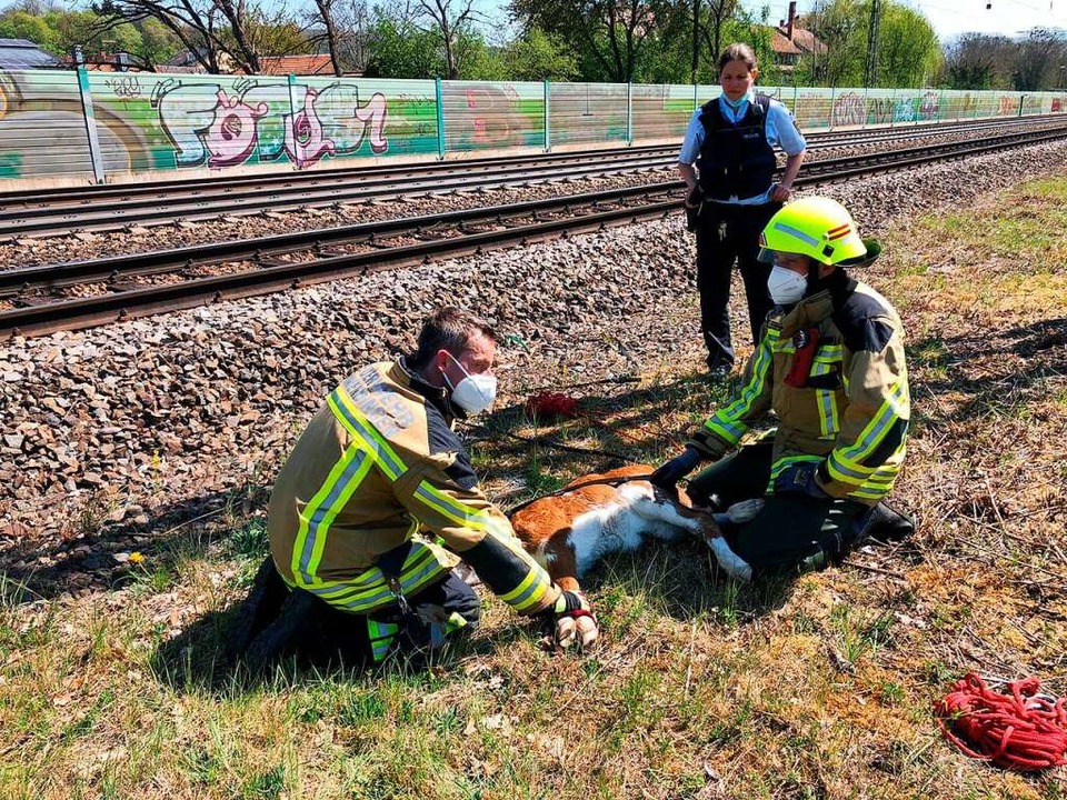 Feuerwehr und Polizei fingen das entlaufene Kalb am Emmendinger wieder ein.  | Foto: Feuerwehr Emmendingen