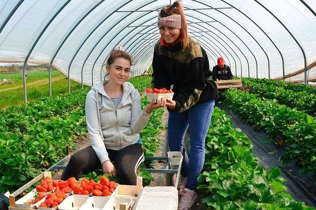 Obstgromarkt Oberkirch setzt Reformkurs fort