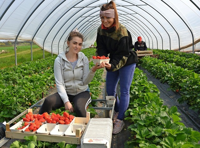 In den Tunneln haben die frhen Erdbeeren auch die Frostnchste berstanden.   | Foto: Susanne Wagner-Kppel