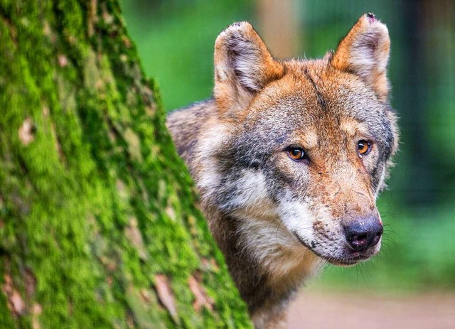 Ein Wolf schaut hinter einem Baum in einem Wildpark in Bayern hervor.  | Foto: Lino Mirgeler (dpa)