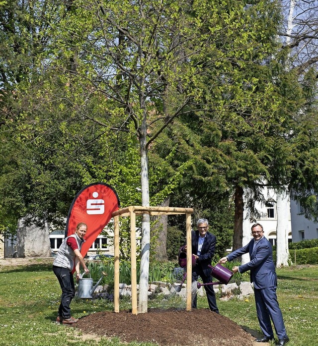Der Tulpenbaum wurde  am neuen Standor...direktor Ulrich Feuerstein angegossen.  | Foto: Volker Mnch