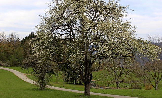 Auf blhende Obstbume, gesunde Frcht...Wehrer Obst- und Gartenbauvereins ab.   | Foto: Hansjrg Bader