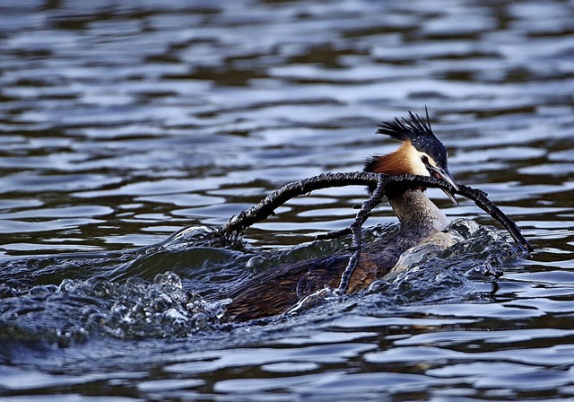   | Foto: Adolf Mller