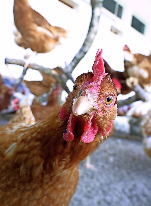 Vor allem im westlichen Kreisgebiet sollten die Hhner drinnen bleiben.  | Foto: Chris Heck