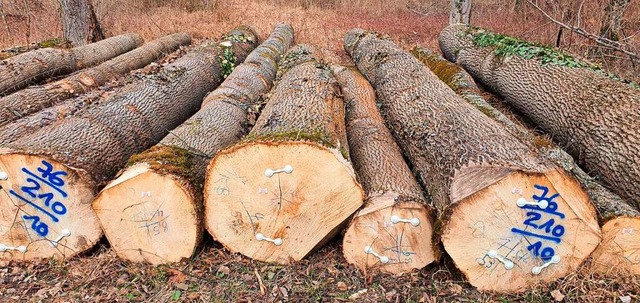 Viel Holz ist in den Wldern angefalle...ld fr die Zukunft fit gemacht werden.  | Foto: Julius Wilhelm Steckmeister