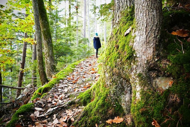 Damit der Buchenbacher Wald so schn b...ss viel Arbeit in ihn gesteckt werden.  | Foto: Silke Kohlmann