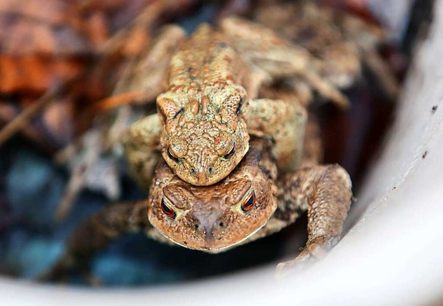 Ein Erdkrten-Prchen sitzt an einem Krtenzaun in einem weien Eimer.  | Foto: Bernd Wstneck