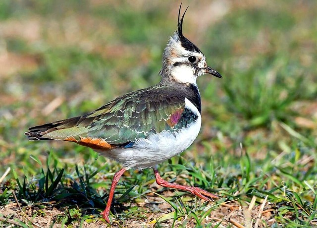 Kiebitze gehren lauf BUND zu den bedrohten Tierarten.  | Foto: Patrick Pleul