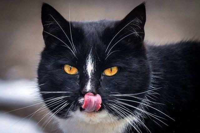 Sind Katzen tatsächlich Naschkatzen?
