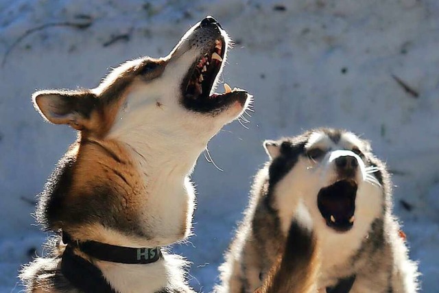 Heulende Hunde  | Foto: Matthias Bein