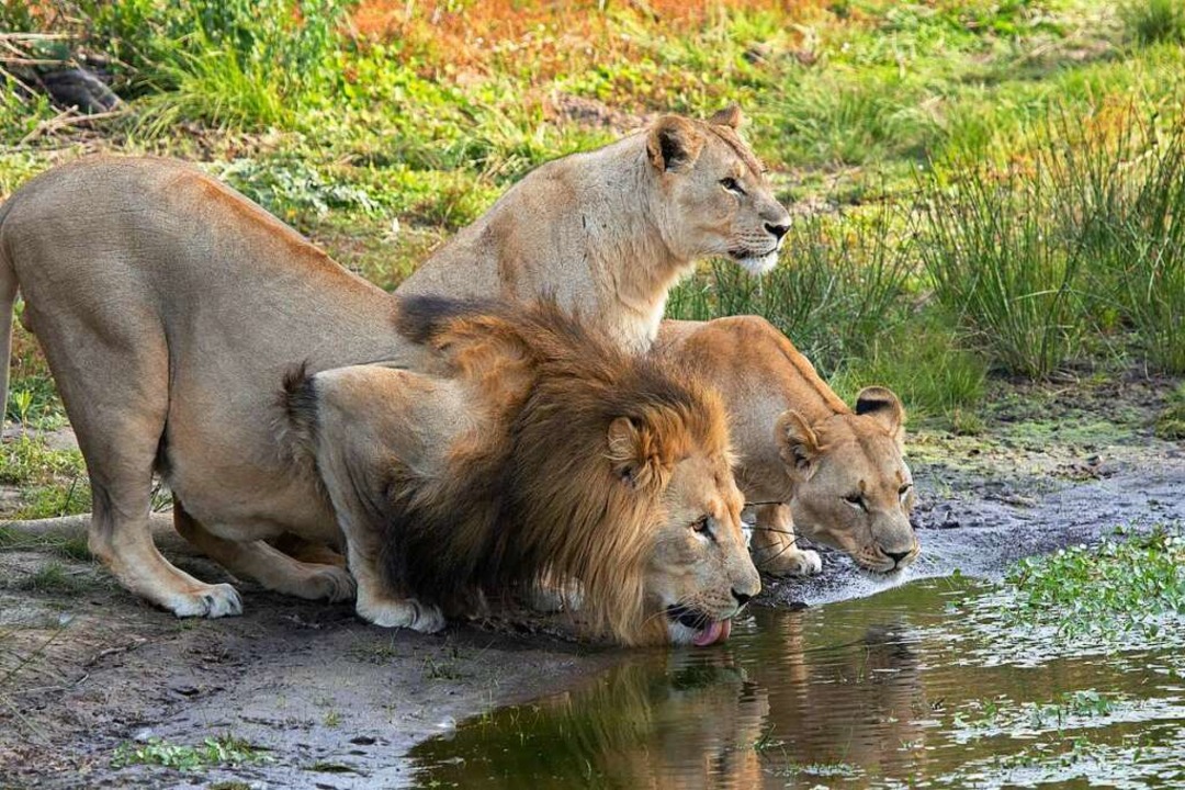 Löwen trinken an einer Wasserstelle im...ya in der Provinz Ostkap (Archivbild).  | Foto: dpa
