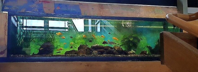 Das 60 Jahre alte Aquarium in der Isteiner Schule  soll nun ersetzt werden.   | Foto: Reinhard Cremer