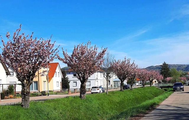 Die Kirschbaum-Allee in der Friesenhei...h Spenden der Brger mglich geworden.  | Foto: Ekkehard Klem