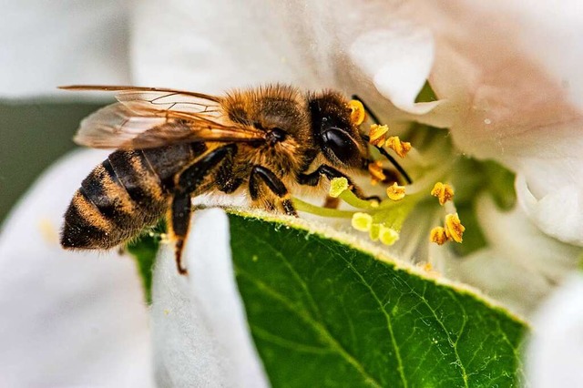 Eine Biene auf einer Kirschblte  | Foto: Armin Weigel (dpa)
