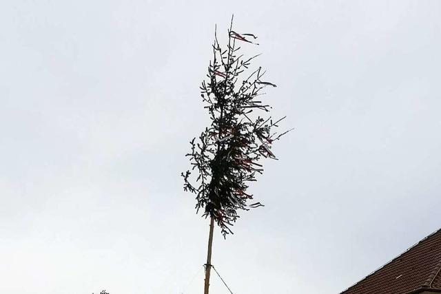 Der Ebersweirer Maibaum wurde erneut angesägt – überführen Fotos die Täter?